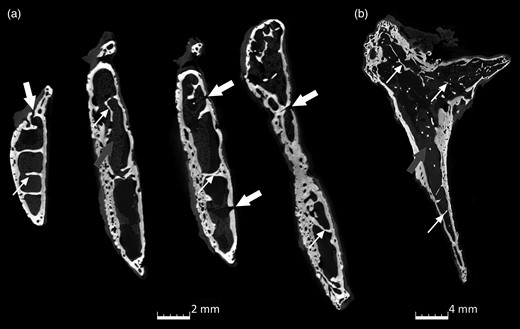 microCT scans of the internal trabeculation of Ossa cordis sinistrum. (a) XY axis and (b) ZY axis indicating trabeculations (small white arrow), bone marrow (gray arrow), and holes in the Ossa cordis sinistrum bone.