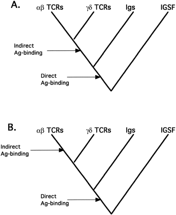 Fig. 1.—Null hypotheses for phylogenetic relationships among members of the immunoglobulin superfamily (IGSF). It is generally assumed that the T-cell receptors (TCRs) and immunoglobulins (Ig’s) each comprise a monophyletic group and that these two groups are sister groups within the IGSF. Other IGSF molecules bind directly to their ligands, so direct binding must be an ancestral characteristic of the entire group. “Antigen binding” per se arose when the molecules evolved to be part of an immune system. A, Based on this hypothesis of relationship, immunologists often assume that the antigen-binding processes of αβ- and γδ-TCRS are similar: since αβ- TCRs recognize antigen indirectly, so too must γδ-TCRs. B, A second possibility, even with this pattern of relationship, is that indirect antigen binding is a derived characteristic of αβ-TCRs.