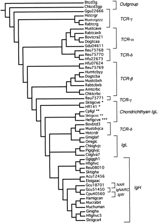Fig. 2.—Nelson parsimony consensus tree for the constant region genes. The original set of 73 equally parsimonious trees was reduced using successive approximations character weighting to 2 trees of length 2,345 with a consistency index of 0.566. Asterisks indicate the chondrichthyan group I (*), II (**), and III (***) immunoglobulin light-chain genes.