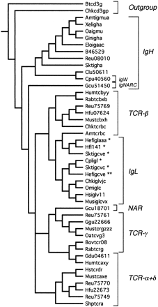 Fig. 4.—Nelson parsimony consensus tree for the variable region genes. The original set of 119 trees was reduced using successive approximations character weighting to 2 trees of length 896 with a consistency index of 0.535. Asterisks indicate the chondrichthyan group I (*), II (**), and III (***) immunoglobulin light-chain genes.