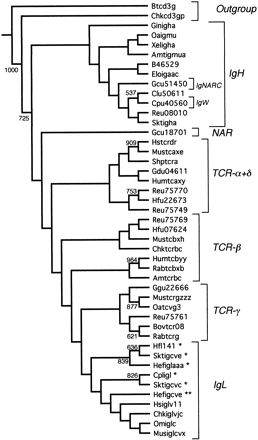Fig. 5.—Bootstrap neighbor-joining tree for the variable region genes. Numbers indicate bootstrap values over 1,000 trees. Asterisks indicate the chondrichthyan group I (*), II (**), and III (***) immunoglobulin light-chain genes.
