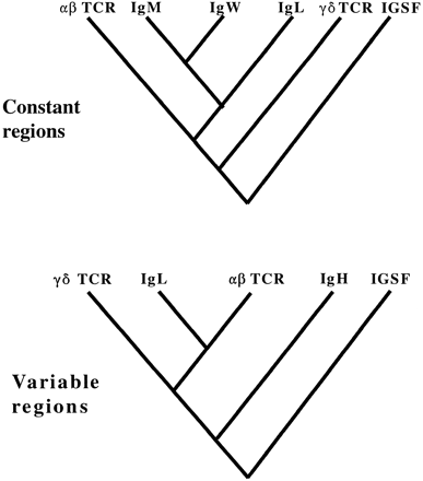 Fig. 6.—The evolution of vertebrate immune receptors: evolutionary relationships based on the results of this and other studies (see text for references).