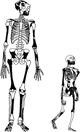 Fig. 1.—The first members of early Homo sapiens are really quite distinct from their australopithecine predecessors and contemporaries. Perhaps the most fundamental dissimilarity, a dramatic size difference, is shown here in this correctly scaled comparison of the reconstructed skeletons of two women: “Lucy,” a 3-Myr-old australopithecine (Wood 1992 ), and ER 1808 (Walker, Zimmerman, and Leakey 1982 ), a woman of our species about half that age. Australopithecine contemporaries to ER 1808 were as small as Lucy. Other differences lie in skeletal proportions and brain size (fig. 2 ), both absolute and relative to body size.
