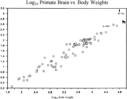 Fig. 2.—Plot of mean log10 brain weights and body weights for 85 living primate species (Holloway 1988 ). Two early hominids complete enough for estimates of brain and body weight are inserted in position: the Hadar australopithecine female AL 288-1 (“Lucy”) and the early Homo sapiens Turkana boy ER 15000 (adult estimates for the parameters are plotted). Note that the australopithecine is within the nonhuman primate distribution, while ER 15000 is beyond their ellipsoid of variation and is like the human above it (the figurine represents the population means for living H. sapiens). The gorilla value (the largest body size for any living primate) is also shown as a figurine. These and other data show that cranial capacity in living and fossil H. sapiens is beyond the expectations of primate allometry. This expansion is the case only for H. sapiens, even the earliest, and it is one of the most dramatic and important distinctions of the species.