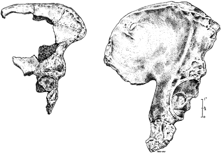 Fig. 3.—Comparison of the Stw 431 australopithecine (left) and KNM-ER 3228 early H. sapiens male innominates (drawings by Karen Harvey). ER 3228, dated at 1.95 ± 0.05 Myr, is the earliest specimen that can unquestionably be attributed to the earliest known direct ancestor of living human populations in the genus Homo. The Sterkfontein innominate is at least 200,000 years older (Schwarcz, Grün, and Tobias 1994 ).