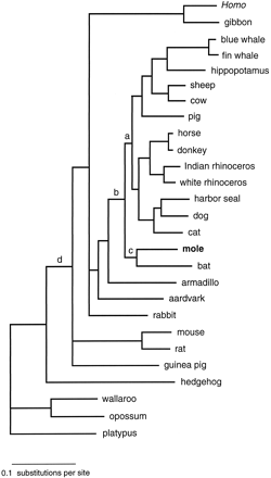 Fig. 1.—Phylogenetic position of the mole Talpa europaea in a maximum-likelihood tree from the concatenated amino acid sequences of 12 mitochondrial protein-coding genes. Support values for labeled branches are shown in table 1 . For the scientific names of the taxa included, see Materials and Methods.