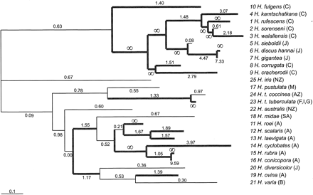 Fig. 1.—Phylogeny for the sperm lysin genes from 25 abalone (genus Haliotis) species. Letters in parentheses indicate the collecting sites: Australia (A), Azores (AZ), Borneo (B), California (C), France (F), Greece (G), Italy (I), Japan (J), Madagascar (M), and New Zealand (NZ). Analysis in this paper used the unrooted topology only. Branches are drawn in proportion to their lengths, defined as the expected number of nucleotide substitutions per codon. Maximum-likelihood estimates of branch lengths were obtained under the “free-ratios” model, which assumes an independent ω ratio (dN/dS) for each branch in the tree. Estimates of the ω ratios under that model are shown along branches, and branches for which the estimated ω ratios are >1 are drawn in thick lines