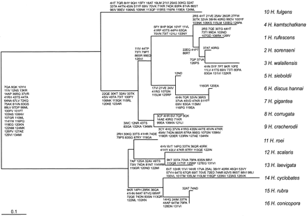 Fig. 3.—Phylogeny for a subset of 16 abalone species, with inferred amino acid changes shown along branches. Branch lengths were estimated, and ancestral sequences were reconstructed under a codon substitution model that assumed an ω ratio for branches within the North Pacific (species 1–10) and Australian (species 11–16) clades and another ω ratio for the branch connecting the two clades