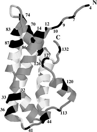 Fig. 5.—Lysin crystal structure from the red abalone Haliotis rufescens (Shaw et al. 1993 ). The structure starts from amino acid 4 (His). Sites under diversifying selection are in black and labeled, except for sites 64 and 67, which are on the face opposite that shown in the figure. Sites under purifying selection are indicated in white. The discrete model (M3) is used (see table 1 )