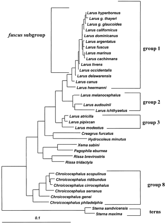 Fig. 1.—Maximum-likelihood tree of the 32 gull and 2 tern species analyzed in this work. This tree is based on a complete data set including sequences of 660 nucleotide sites from the control region and 275 sites from cytochrome b as detailed in Crochet, Lebreton, and Bonhomme (2000) . The numbers to the right indicate species groups used in the analyses. Branch lengths are proportional to maximum-likelihood distances