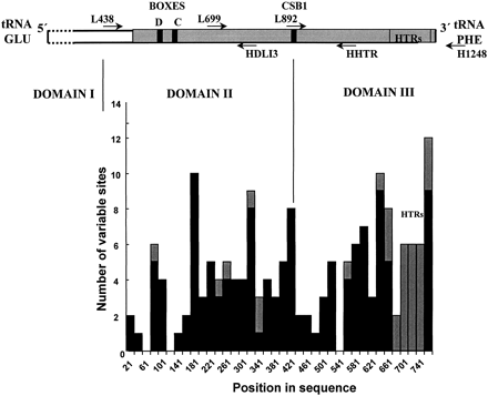 Fig. 3.—Above, Schematic representation of the avian control region. The gray area is the part sequenced in this study. Arrows indicate primer positions. Conserved sequences identified in gulls are also depicted. Domain boundaries are marked by vertical lines. Below, Plot of gull control region variability in nonoverlapping 20-base windows. Substitutions are indicated with solid back bars, and indels are indicated with gray ones. Positions in the sequence are numbered according to the alignment in figure 2 . HTRs = heteroplasmic tandem repeats. Based on the same gull species as used in figure 2