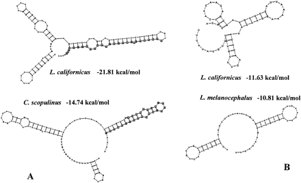 Fig. 5.—Examples of secondary structures obtained from CSB1 and the end of domain II (A) or domain III (B). CSB1 sites are marked by squares. The first nucleotide is at position 349 (A) or at position 571 (B) in fig. 2