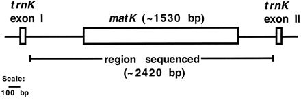 Fig. 1.—Sketch of the plastid gene trnK and its matK-containing intron