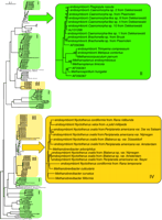 Fig. 3.—Neighbor-joining tree (Saitou and Nei 1987) inferred from approximately 770 positions of the 16S rDNA of methanogenic archaea. The clades with the endosymbionts from freshwater (green, II) and intestinal (yellow, IV) ciliate sources are highlighted. The light-green boxes (I) indicate predominantly free-living methanogens from environmental sources such as sediments and rice fields. The light-yellow boxes (III) mark predominantly uncultured intestinal methanogens. The distance data were bootstrap resampled 100 times (Felsenstein 1985). Only bootstrap values above 90% are displayed in the highlighted area