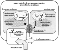 Fig. 5.—Illustration that summarizes crucial events in the evolution of anaerobic heterotrichous ciliates and their endosymbiotic methanogens. The metabolic basis for the adaptation of the ciliates to anaerobic niches such as freshwater sediments and intestinal tracts was the evolution of hydrogenosomes, most likely from the mitochondria of ciliates that were the common ancestors of both anaerobic heterotrichous and aerobic hypotrichous ciliates (arrows). The proper function of the hydrogenosomes requires low intracellular hydrogen concentrations that are most easily maintained by the acquisition of methanogenic protoendosymbionts. The radiation of the anaerobic ciliates in the various environments (solid black lines) was most likely accompanied by endosymbiont replacements (black stars). Also, the subsequent radiations (two in the intestinal tracts and two to four in the sediments) must have involved endosymbiont replacements (white stars). Apparently, the endosymbionts were acquired from different groups of free-living methanogens that were present in the various ecological niches