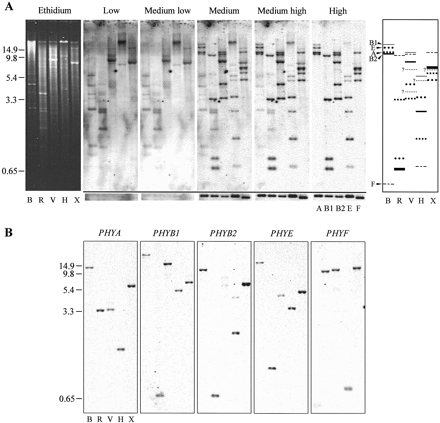 Fig. 2.—Determination of tomato PHY family size. Prior to electrophoresis, genomic DNA was digested with BamHI (B), EcoRI (R), EcoRV (V), HindIII (H), or XbaI (X). PHY single-copy reconstructions were run on the same gel. After electrophoresis, a single genomic DNA blot prepared from an ethidium bromide–stained gel, part of which is shown at the left, was hybridized with a mix of all five tomato PHY probes and washed at increasing stringencies. The region of the phosphorimage showing hybridization to single-copy reconstructions is shown in panel A below the black bar. (The labels A, B1, B2, E, and F refer only to these ‘excised’ single-gene reconstructions.) The schematic identifying individual fragments (A, at right) summarizes data from sequential hybridization of a second blot with individual PHY probes (B). The extra-thick bar in the EcoRI and XbaI lanes in the schematic indicates comigration of PHYB1 and PHYB2 fragments. Locations of PHY size standards (kb) are shown at the left. Abbreviations: A, PHYA; B1, PHYB1; B2, PHYB2; E, PHYE; F, PHYF.