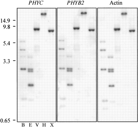 Fig. 3.—Low-stringency hybridization of Arabidopsis PHYC, tomato PHYB2, and actin riboprobes with tomato genomic DNA fragments. Prior to electrophoresis, genomic DNA was digested with BamHI (B), EcoRI (R), EcoRV (V), HindIII (H), or XbaI (X). Replicate genomic DNA blots were hybridized with the probe indicated and washed at 1.0 × SSC + 1.0% SDS at 50°C (the left and middle panels show independent hybridization to the same blot). Locations of PHY size standards (kb) are shown at the left