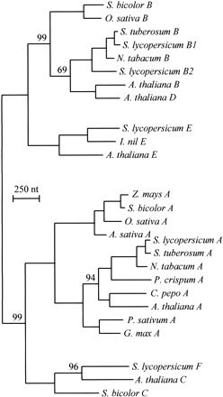Fig. 4.—Molecular phylogeny of the angiosperm PHY family. This phylogeny was constructed with PAUP using 27 full-length PHY nucleotide sequences from angiosperms. Only bootstrap values less than 100% are shown; all other branches receive bootstrap values of 100% (100 bootstrap replicates)