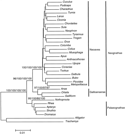 Fig. 1.—Phylogenetic tree of modern birds based on neighbor-joining analysis of nuclear and mitochondrial rRNA gene sequences (4.4 kb) of 32 avian taxa. The alligator and the turtle are used to root the tree. Confidence values of >95% are indicated on nodes (bootstrap using complete alignment/interior branch test using complete alignment/bootstrap using conserved alignment/interior branch test using conserved alignment). Names of infraclasses and cohorts within Neornithes are shown. Note the lack of resolution within Neoaves and within ratites