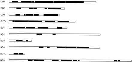 Fig. 2.—Schematic representation of the blocks selected by the Gblocks program with default parameters from different mitochondrial protein alignments. The empty box in each protein represents the whole alignment, and the black boxes represent the selected blocks. All blocks are drawn at the same scale according to length in amino acids
