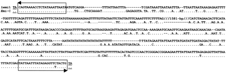 Fig. 2.—Sequence alignment between a consensus for the Emigrant miniature inverted-repeat transposable element (MITE) family and Lemi1. The Emigrant consensus (Emi-C) was based on sequence alignment of 11 complete Emigrant elements (Casacuberta et al. 1998 ). Dots denote identity, and dashed lines indicate gaps. Terminal inverted repeats are boxed, and TA duplications are underlined