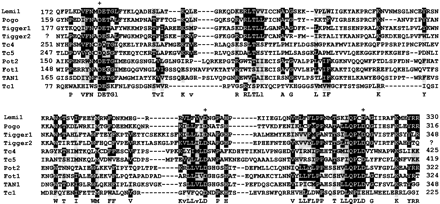 Fig. 4.—Amino acid alignment of the central region of the putative product of Lemi1 with the several conserved D,D35E catalytic domains of Tc1/mariner transposases. This alignment is based on those previously reported by Doak et al. (1994), Smit and Riggs (1996) , and Robertson (1996). Alignment was done with CLUSTAL W (Thompson et al. 1994 ) using default parameters. Amino acid sequences are from Drosophila melanogaster pogo (GenBank accession number X59837), Homo sapiens Tigger1 (U49973) and Tigger2 (S72489), Caenorhabditis elegans Tc4 (L00665), Tc5 (Z35400) and the distantly related Tc1 (X01005), and also members of the fungal Fot1 group: Magnaporthe grisea Pot2 (Z33638), Fusarium oxysporum Fot1 (X70186), and the Aspergillus awamori TAN1 element (U58946). Each sequence segment is flanked by coordinates of its first and last residues, except Tigger2, for which the ends are not known. Conserved residues in at least 6 of the 10 proteins are marked in white type on a black background for the prominent residue or in gray for other evolutionarily related residues. Dashes indicate gaps introduced for the alignment. Letters below the alignment indicate consensus residues (letters are lowercase when we cannot assigned a leader). Residues of the DDD (or DDE) motifs are indicated by crosses
