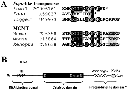 Fig. 5.—A, Putative PCNA-binding motif in Lemi1. The C-terminus of Lemi1 was aligned by eye to proliferating cell nuclear antigen (PCNA)-binding motifs previously defined for pogo and Tigger1 transposases (Warbrick et al. 1998 ). PCNA-binding domains for the MCMT (DNA methyltransferase) family of proteins are also aligned, because they share striking similarity with the putative PCNA-binding domain of Lemi1. Residues conserved in four of the six sequences are highlighted in black. Identical but specific residues for each group of protein are shaded in gray. Asterisks denote the protein termination codon. The accession number for each sequence is given. B, Common putative functional domains of transposases potentially encoded by pogo, Tigger1, and Lemi1