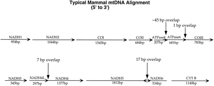 Fig. 1.—Alignment map showing locations of the genes in the mammalian mitochondrial genome.