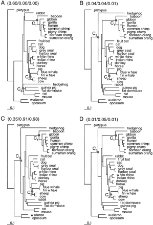 Fig. 2.—Four phylogenies used for calculating speciation dates. Trees A and B were obtained from heuristic tree searches using third-position nucleotide data with tree A being the ML tree and tree B being most consistent with morphological data. Trees C and D were obtained from heuristic tree searches using amino acid data, with tree C being the ML tree and tree D being most consistent with morphological data. Numbers in parentheses, in the format “(3rd/a.a./all),” are the RELL bootstrap proportions calculated using third-position nucleotide sequences, amino acid sequences, and complete nucleotide sequences, respectively. The three calibration points (C1, C2, and C3) are indicated on the trees. The branch lengths are estimated from the amino acid sequences under the mtREV24 model (Adachi and Hasegawa 1996a ) with gamma rates among sites (Yang 1993, 1994 )