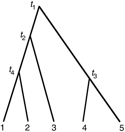 Fig. 3.—An example tree to explain PAML implementation of models of local molecular clocks