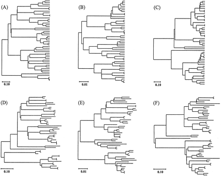 Fig. 1.—Six different model trees used for computer simulation. Trees A–C represent the cases of constant-rate evolution, and trees D–F represent the cases in which the substitution rate varies with evolutionary lineage. These trees were randomly generated by the methods described in the text