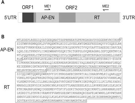 Fig. 1.—Structure and amino acid sequence of the full-length Vipera ammodytes Bov-B LINE element. A, The structure of the full-length V. ammodytes Bov-B LINE element. The locations of the primers (ME1, ME2) used for PCR amplification of the 1.8-kb fragment are indicated above. B, The deduced amino acid sequence of ORF2. AP-EN = apurinic/apyrimidinic endonuclease; RT = reverse transcriptase