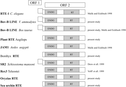 Fig. 2.—Structural organization of the full-length elements in the RTE clade. All currently known full-length elements from the RTE clade are presented. The endonuclease (ENDO) and RT domains within ORF2 are indicated by darker shading, while the putative ORF1 is shown as an unshaded box