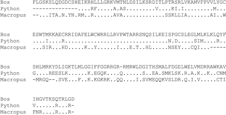 Fig. 3.—Alignment of the thumb subdomain of reverse transcriptase of Bov-B LINE elements from the cow, the ancestral snake lineage, and the marsupial. The alignment was constructed using the program CLUSTAL W (Thompson, Higgins, and Gibson 1994 ). The dots represent the amino acids conserved between all sequences