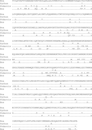 Fig. 4.—Alignment of Bov-B LINE elements from the ancestral snake lineage, the lizard, and the cow. The alignment was constructed using the program CLUSTAL W (Thompson, Higgins, and Gibson 1994 ). The dots represent the amino acids conserved between all sequences