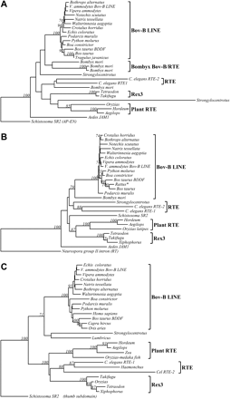 Fig. 5.—Neighbor-joining (NJ) phylogenetic trees of the RTE clade. The rooted NJ phylogenetic tree using the Poisson correction model and (A) the AP-EN domain of the Schistosoma SR2 element (Drew et al. 1999 ), (B) reverse transcriptase (RT) of the Neurospora group II intron, and (C) the thumb subdomain of RT of the Schistosoma SR2 element (Drew et al. 1999 ) as outgroups. All NJ trees were drawn by the TREECON program (Van de Peer and De Wachter 1994 ). They represent the bootstrap consensus following 1,000 replicates; nodes with confidence values greater than 70% are indicated