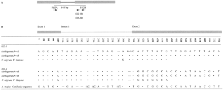 Fig. 1.—A, Schematic diagram of the fil2 GenBank sequence (Antirrhinum majus; modified from Steinmayr et al. 1994 ). Boxes represent exons, and the thin line represents the single intron. The 845-bp region analyzed is indicated by a line, and the primer names are indicated. B, Variable sites in the fil2-like sequences. Absence of symbols means that sequence was not obtained for the region in question. Dots indicate that a nucleotide is the same as in the first sequence, and dashes indicate deletions. “i” indicates an insertion (with the sizes of insertions in brackets); at position 228, the inserted sequence is GC; at position 236, it is GG; at position 296, it is ATATTAA; and at position 366, it is TAAG. Sequence names are population codes for Antirrhinum majus subsp. cirrhigerum followed by sample numbers (Vieira, Vieira, and Charlesworth 1999 ; Vieira and Charlesworth 2001 )