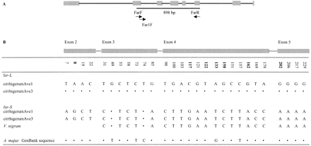 Fig. 2.—A, Schematic diagram of the far GenBank sequence (Antirrhinum majus; modified from Davies et al. 1999 ). Symbols are as for figure 1 . B, Variable sites in the putative coding region within the 898-bp region of far-like sequences analyzed