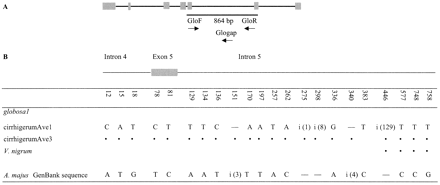 Fig. 3.—A, Schematic diagram of the globosa GenBank sequence (Antirrhinum majus; Tröbner et al. 1992 ). Symbols are as for figure 1 . B, Variable sites of the 864-bp region of globosa-like sequences analyzed. “i” indicates insertions; at position 151, the inserted sequence is ATA; at position 275, it is A; at position 298, it is CTAACACA; at position 340, it is TTAA; and at position 446, there is a 129-bp duplication identical to positions 313–445 except for a 4-bp deletion