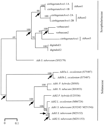 Fig. 4.—Unrooted neighbor-joining tree, using Kimura two-parameter distances, showing the relationships among the Adh genes of Scrophulariaceae and Solanaceae. The Antirrhinum majus sequences are labeled “cirrhigerum,” to indicate the subspecies, and “Ave,” to indicate the Aveiro population of origin. Bootstrap replicates supporting the branches are shown for values greater than 68%. Arrows indicate duplication events in the Scrophulariaceae and the Solanaceae, respectively