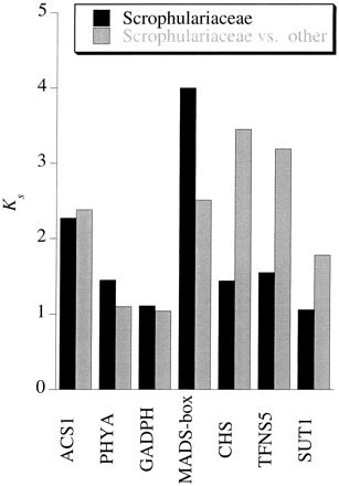 Fig. 5.—Comparison between GenBank sequences of nuclear genes from Antirrhinum, other species of Scrophulariaceae, and more distantly related plant species