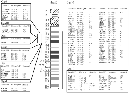 Fig. 1.—Homologs of genes and expressed sequence tags (ESTs) mapped to Homo sapiens chromosome 15 (Hsa15) have been mapped in the chicken (Gallus gallus; Gga) to three different chromosomes. The homologous chicken genes are ordered by the human gene sequence positions. When known, the chromosome location in the mouse is given as well. The genes indicated in bold have been mapped in the chicken by two-color fluorescent in situ hybridization (FISH). The others have been mapped by genetic linkage or have been identified by sequence analysis of specific chicken BAC clones. * The OCA2 gene was mapped by FISH by M. A. Ohta, R. P. M. A. Crooijmans, T. A. Gray, R. J. Smyth, J. J. Bitgood, M. A. M. Groenen, and R. D. Nicholls (unpublished data)