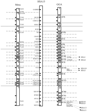 Fig. 2.—Comparative map of human chromosome 15 (Homo sapiens; Hsa) to chicken (Gallus gallus; Gga) and mouse (Mus musculus; Mmu). For every chromosome block, at least one gene is indicated. The chromosome block order for Gga10, if known, is given in brackets. Positions of interchromosomal rearrangement (interCR; indicated with dotted lines) and intrachromosomal rearrangement (intraCR; indicated with long dash-dot-dot lines) breakpoints are indicated. Map positions in the mouse are given in cM according to the mouse genome informatics of the Jackson Laboratory (http://www.informatics.jax.org)