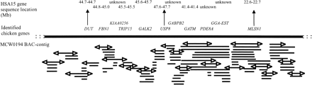 Fig. 3.—The BAC contig around microsatellite marker MCW0194, including the identified chicken genes. This contig spans around 2.5 Mb of chicken sequence. Gene locations in humans are given in Mb according to the Homo sapiens genome viewer BUILD 22 (www.ncbi.nlm.gov). BAC clones are not on scale; arrows at the end of a BAC clone indicate the development of an STS marker that was used for chromosome walking