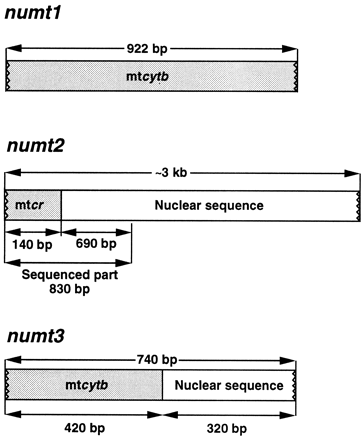 Fig. 1.—Organization of nuclear mitochondrial DNAs (numts) in Darwin's finches and related birds. numt1 is shown here for comparison; it is restricted to Darwin's finches (see Sato et al. 1999 ). mt = mitochondrial; cr = control region; cytb = cytochrome b.