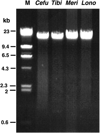 Fig. 2.—Examples of long PCR used to distinguish genuine mtDNA sequences from mtDNA fragments integrated into nuclear DNA (numts). M = size marker (λ phage; indicated sizes are in kb); Cefu = Certhidea fusca; Tibi = Tiaris bicolor; Meri = Melanospiza richardsoni; Lono = Loxigilla noctis.