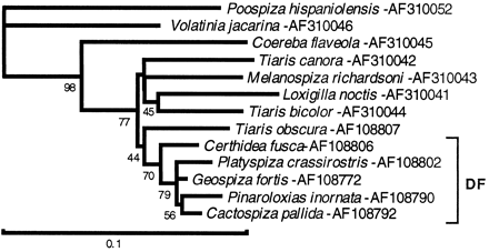 Fig. 5.—Maximum-likelihood tree obtained using cytb sequences of those species found to be most closely related to the Darwin's finch (DF) group by various tree-drawing methods applied to the four DNA sequence data sets. Poospiza hispaniolensis is included as an outgroup. The estimated transition : transversion ratio is 4.747 (κ = 9.390), and the α parameter is 0.202. Numbers below nodes show bootstrap recovery in 500 replications. During bootstrapping, trees with approximate likelihoods of 5% or farther away from the target score were rejected without additional iteration. The log likelihood of the tree shown is −3,129.739. The scale bar indicates the number of substitutions per site