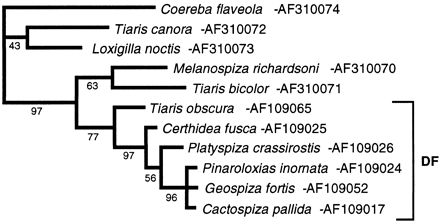 Fig. 6.—Strict consensus of two best maximum-parsimony trees of the control regions (crs) of selected Darwin's finches (DF) and their closest relatives. Each of the two best trees had 404 steps and differed only in the placement of the Cocos finch within the Darwin's finch group. Coereba flaveola is always more distant than the Tiaris group from the Darwin's finches and is used here to root the tree. Transversions are weighted five times transitions for all cr sites. Removal of the weighting or an alternative selection of Darwin's finch representatives does not alter the topology of the tree. A number below a node indicates the percentage recovery of that node in 500 bootstrap replications