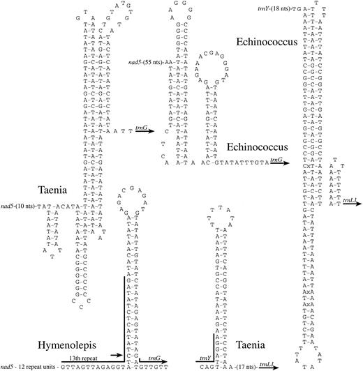 Fig. 4.—Potential secondary structures found for the noncoding regions either between nad5 and trnG or between trnY and trnL1 of three cestodes. Foldings presented as triplex or quadriplex indicate alternative potential hairpins. In the case of Hymenolepis diminuta, this structure includes part of a 13th repeat element (see text), with an arrow marking the only nucleotide difference from the preceding 12 repeat elements