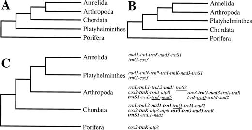 Fig. 5.—The three contending hypotheses of the phylogenetic relationships of Platyhelminthes to several other animal phyla, either as basal coelomates (A), as basal protostomes (B), or as eutrochozoans (C). Only the relationship shown in C is supported by a comparison of complete mitochondrial gene arrangements. A portion that is similar between the arrangements of annelids and Platyhelminthes is shown. A subset of these genes has an alternative arrangement shared among other phyla; these are shown in boldface along with their flanking genes. No gene arrangements are shared in a pattern to support the relationships in A or B. For these comparisons, Annelida are represented by Lumbricus terrestris (Boore and Brown 1995 ), Platynereis dumerilii (Boore and Brown 2000 ; GenBank AF178678), Helobdella robusta (partial), and Galathealinum brachiosum (partial) (Boore and Brown 2000 ), Arthropoda are represented by Limulus polyphemus (Lavrov, Boore, and Brown 2000 ) (previously inferred to be the primitive arrangement for studied arthropods; Boore et al. 1995 ; Boore, Lavrov, and Brown 1998 ; Boore 1999 ; Lavrov, Boore, and Brown 2000 ), and Chordata are represented by the gene arrangement most commonly observed (previously inferred to be primitive for Vertebrata except for the position of one tRNA that is not part of this subset of genes; Boore, Daehler, and Brown 1999 ; Boore 1999 ). Platyhelminthes are represented by H. diminuta, Echinococcus multilocularis (GenBank AB018440), Taenia crassiceps, and Fasciola hepatica (Garey and Wolstenholme 1989 ; Le et al. 2000 ), and Porifera are represented by Tetilla sp. (Watkins and Beckenbach 1999 ). The arrangements of all other nondepicted genes are unknown for the poriferan. Genes are underlined to signify opposite transcriptional orientation. Unconnected gene blocks are not adjacent